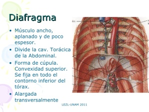 msculo-diafragma-torcico-2-728
